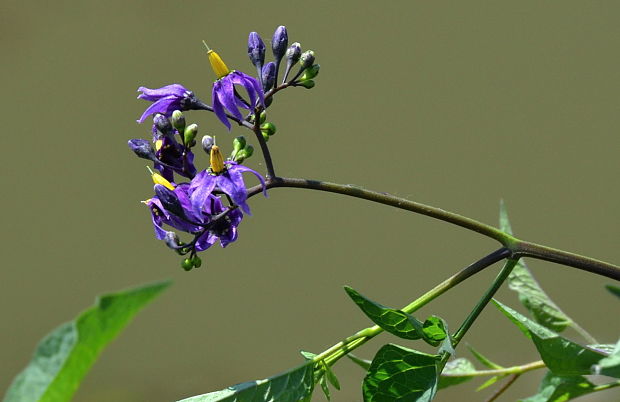 ľuľok sladkohorký Solanum dulcamara L.