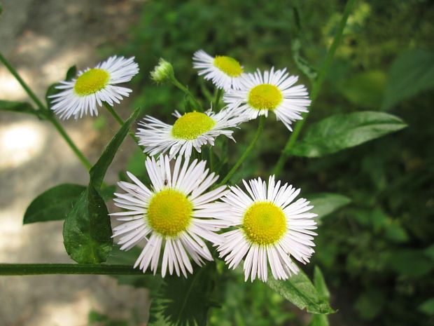 hviezdnik ročný Stenactis annua (L.) Nees