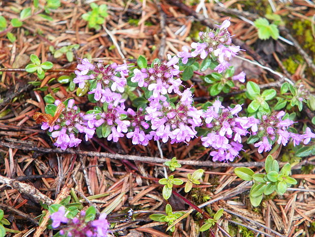 dúška alpská Thymus alpestris Tausch ex A. Kern.