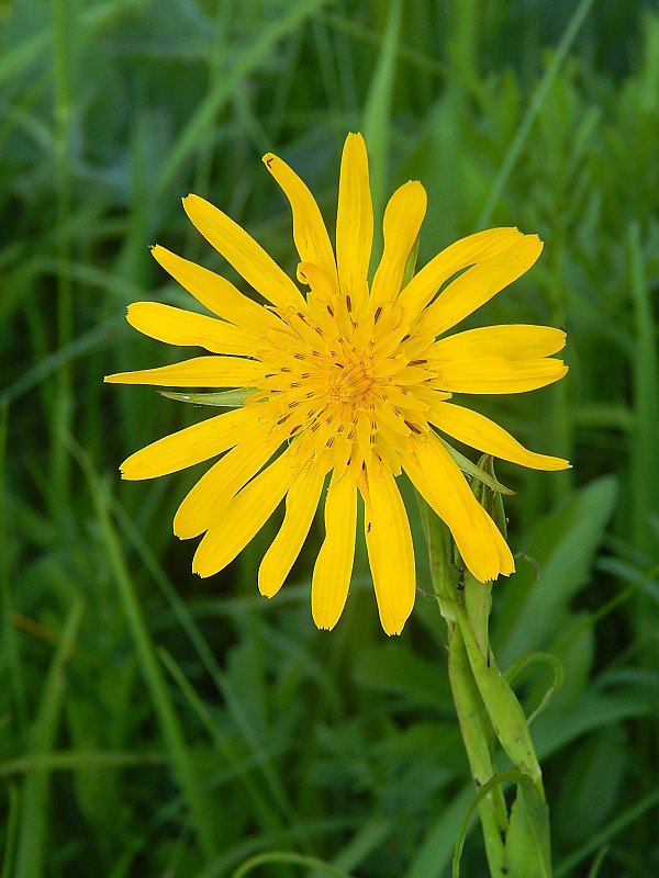 kozobrada lúčna Tragopogon pratensis L.