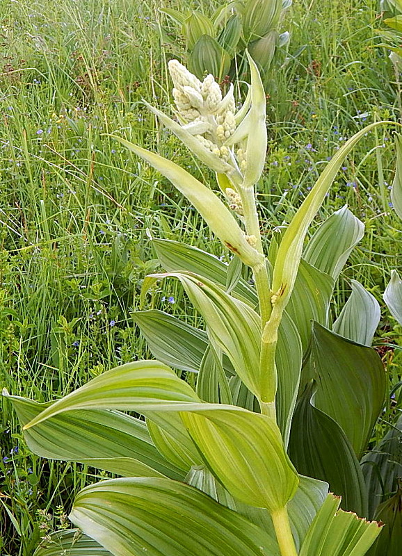 kýchavica biela pravá Veratrum album subsp. album L.