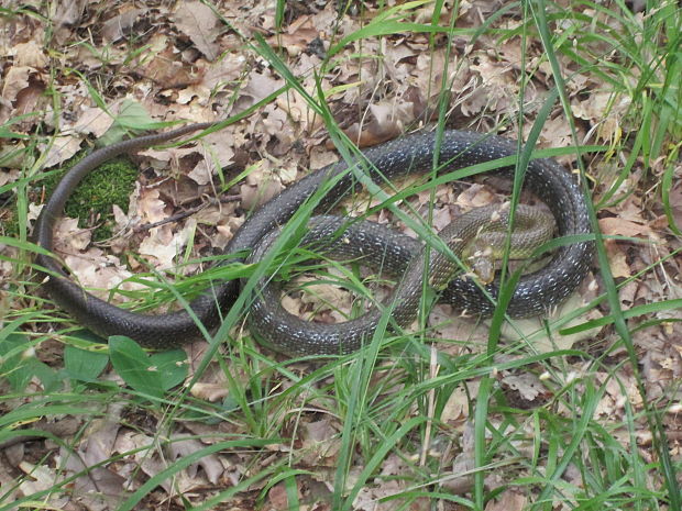 užovka stromová Zamenis longissimus