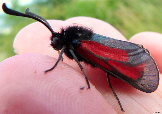 vretienka materinodúšková Zygaena purpuralis