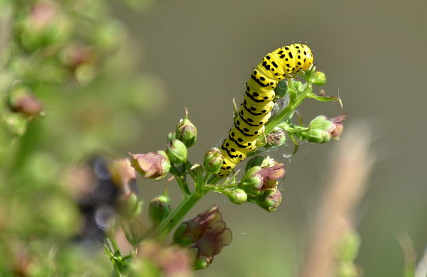 húsenica   Cucullia lychnitis