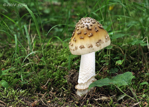 muchotrávka chrastavá Amanita ceciliae (Berk. & Broome) Bas