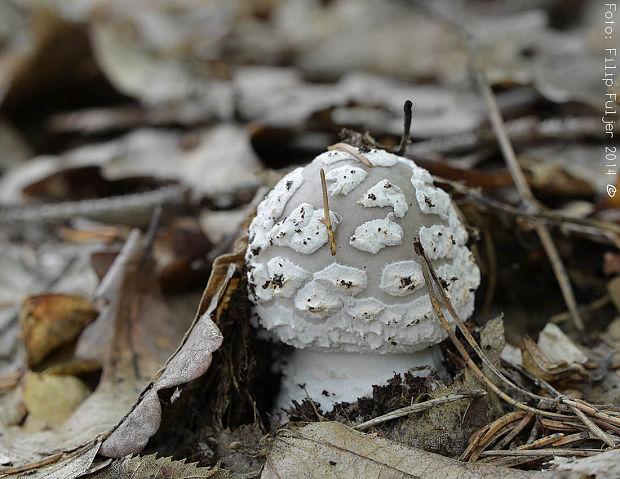 muchotrávka hrubá Amanita excelsa (Fr.) Bertill.