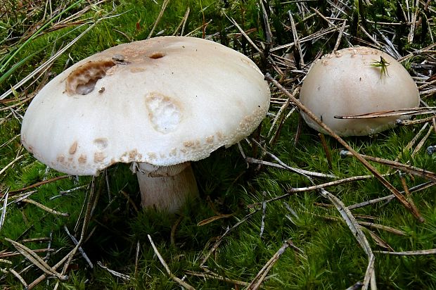 muchotrávka červenkastá  Amanita rubescens   Pers.