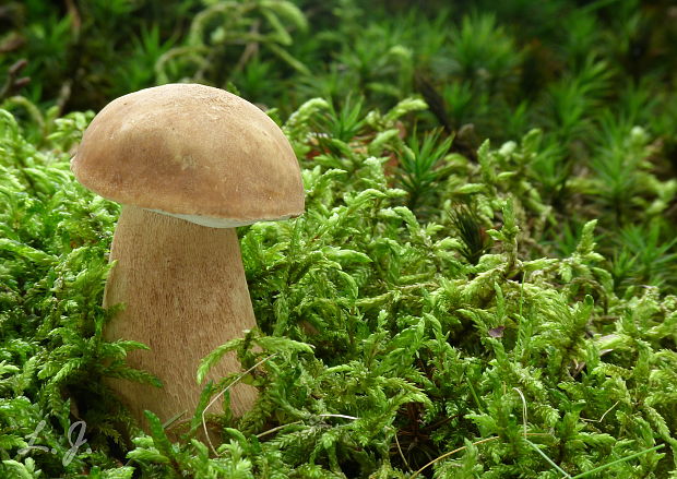 hríb dubový Boletus reticulatus Schaeff.