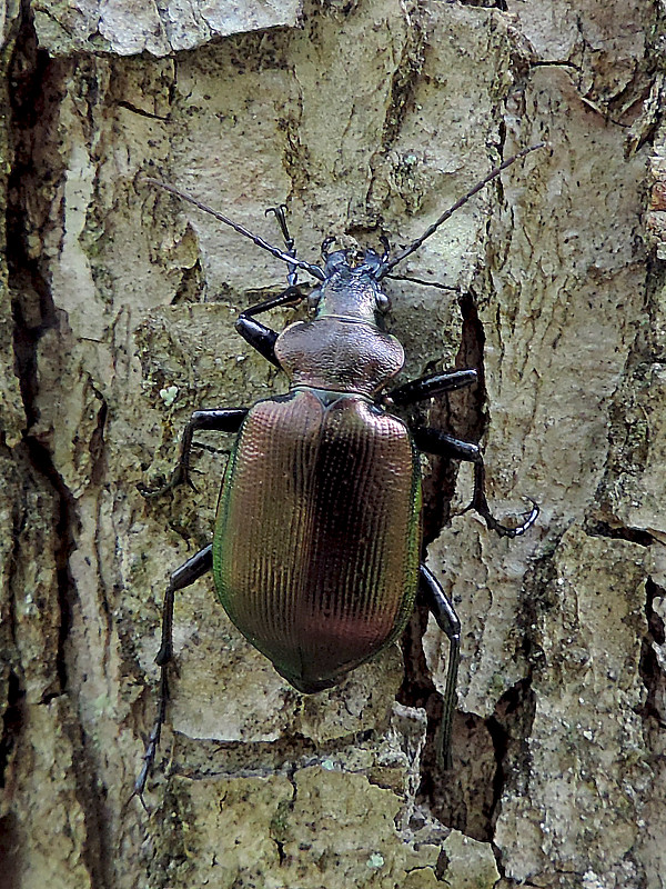 húseničiar hnedý / krajník hnědý Calosoma inquisitor Linnaeus, 1758