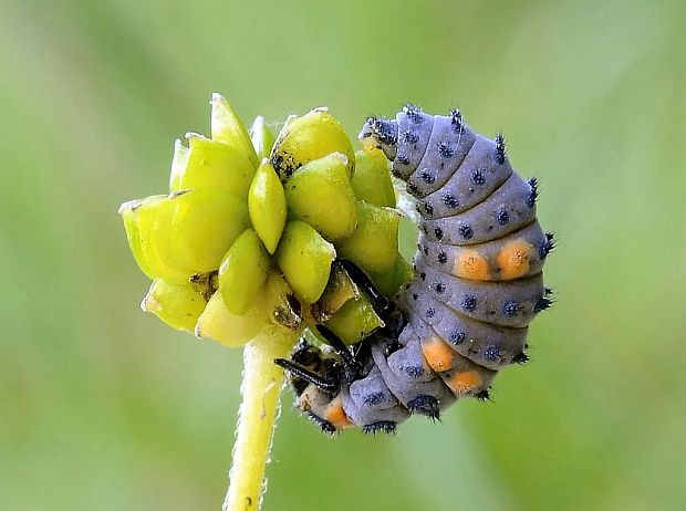 lienka sedembodková-larva  Coccinella septempunctata