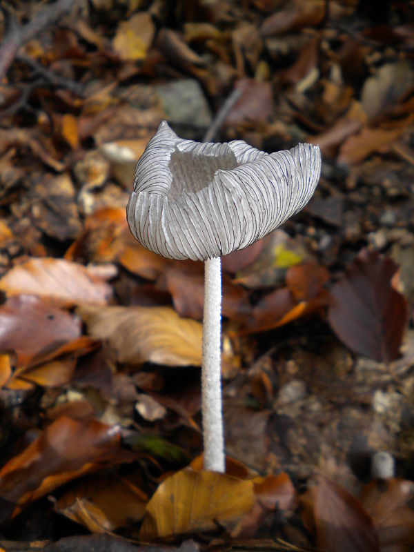 hnojník Coprinus sp.