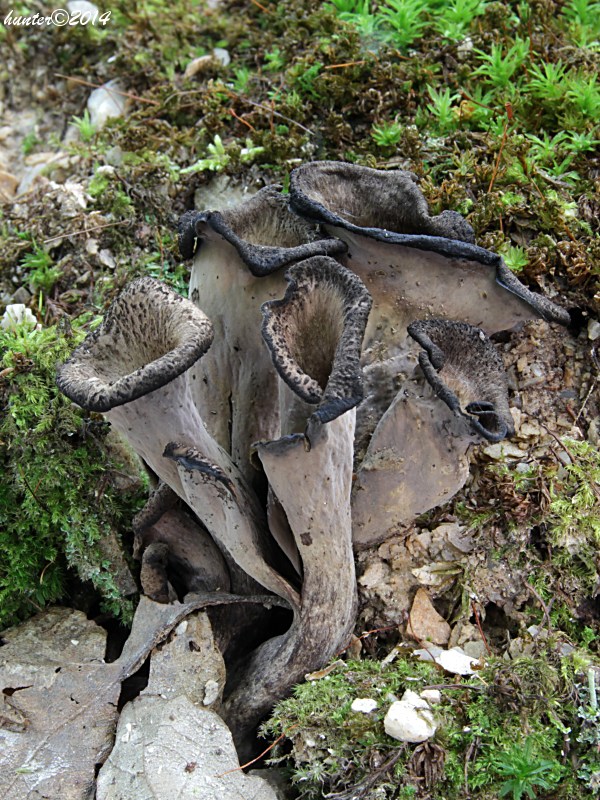 lievik trúbkovitý Craterellus cornucopioides (L.) Pers.