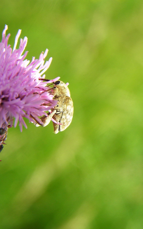 nosatec Curculio, Sp.