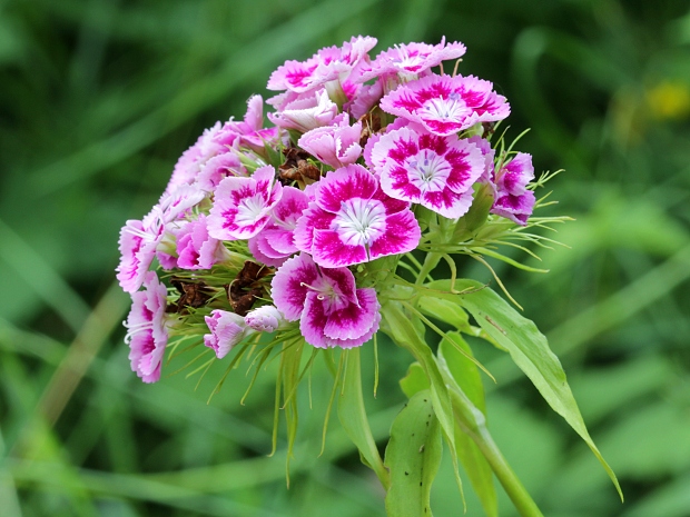 klinček bradatý                    ? Dianthus barbatus subsp. compactus              ? (Kit.) Heuff.