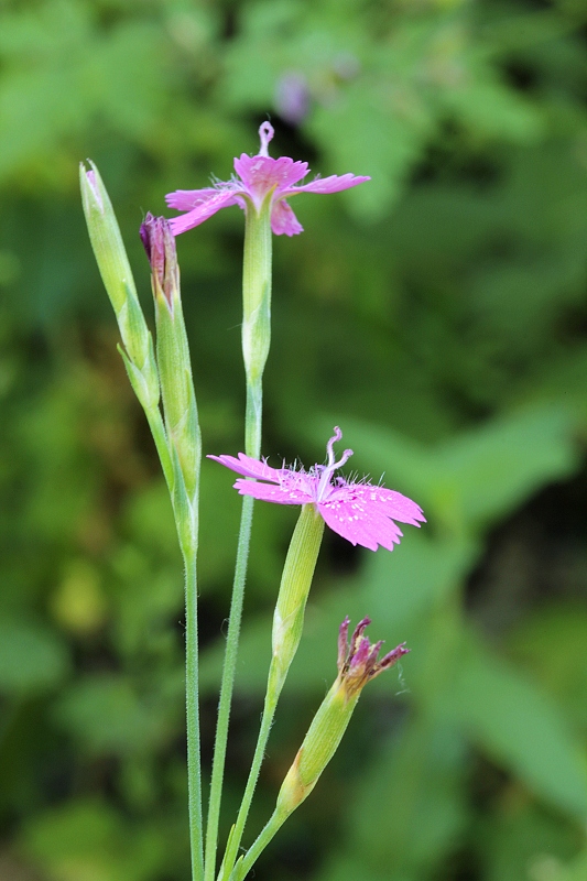 klinček slzičkový Dianthus deltoides L.