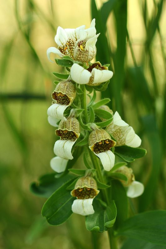 náprstník vlnatý Digitalis lanata Ehrh.