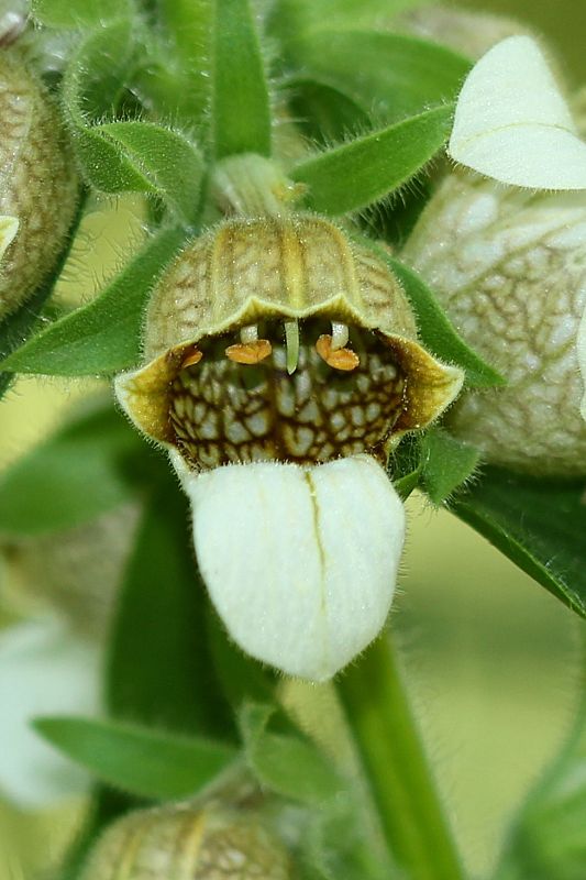 náprstník vlnatý Digitalis lanata Ehrh.