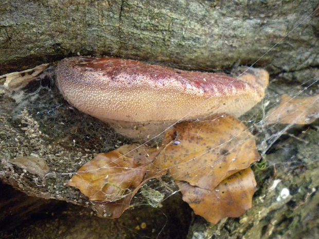 pečeňovec dubový Fistulina hepatica (Schaeff.) With.