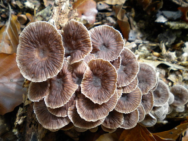 špička smradľavá Gymnopus foetidus (Sowerby) J.L. Mata & R.H. Petersen