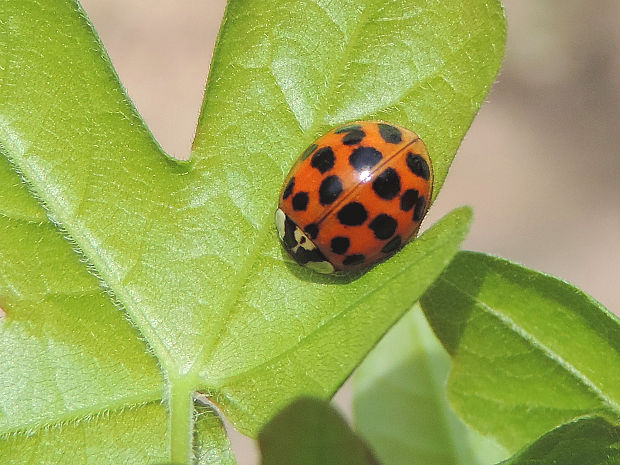 lienka / slunéčko východní Harmonia axyridis  Pallas, 1773