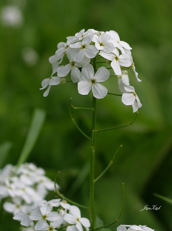 večernica voňavá snežná Hesperis matronalis subsp. candida (Kit. ex Hayek) Thell.