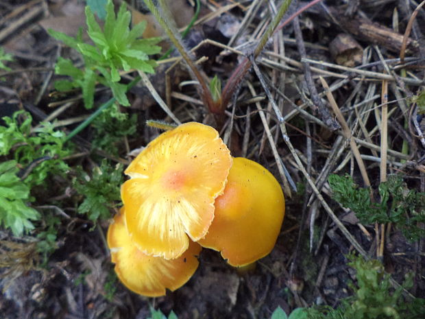 lúčnica citrónovožltá Hygrocybe chlorophana (Fr.) Wünsche