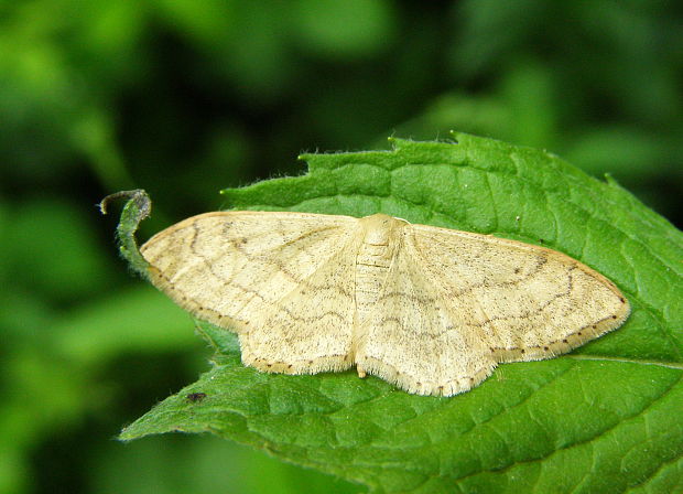 piadica kručinkova Idaea aversata