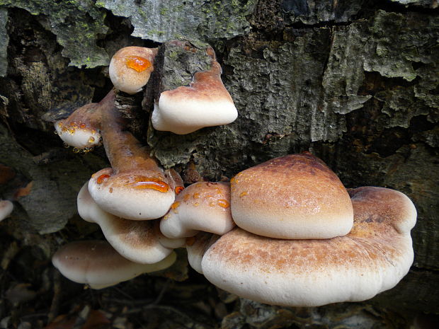 smolokôrovka buková Ischnoderma resinosum (Schrad.) P. Karst.