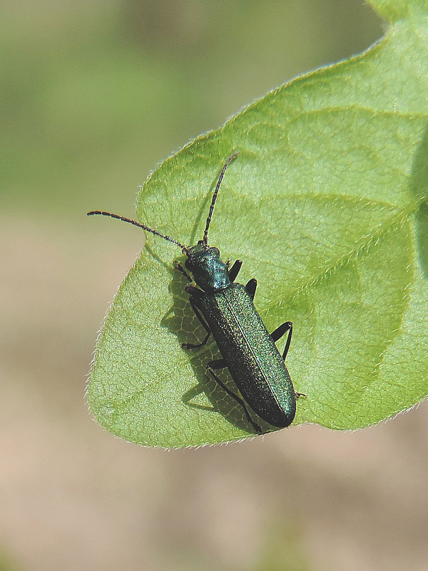 stehenáč / stehenáč Ischnomera cinerascens cinerascens Pandellé, 1867