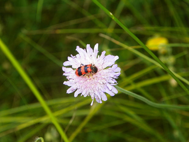 chrastavec roľný Knautia arvensis (L.) Coult.