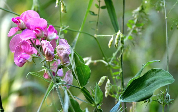 hrachor širokolistý Lathyrus latifolius L.