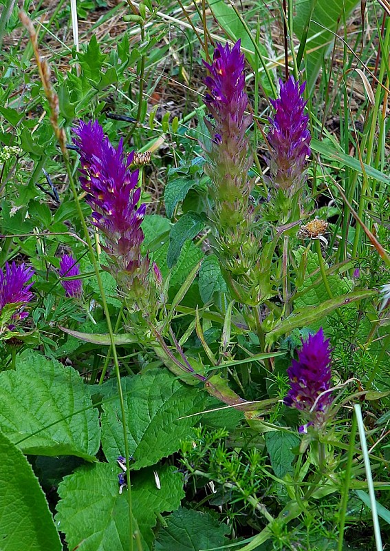 čermeľ roľný Melampyrum arvense L.