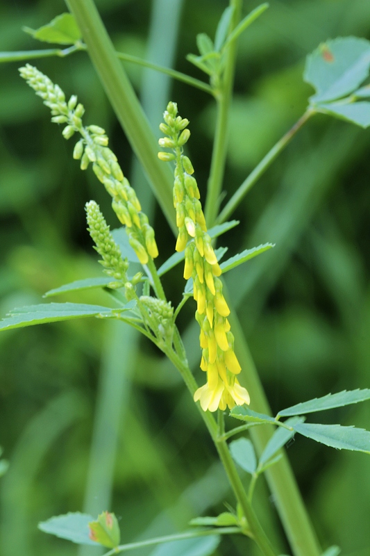 komonica lekárska Melilotus officinalis (L.) Pall.