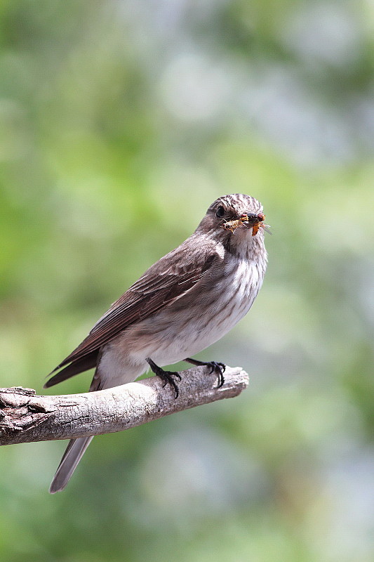 muchárik sivý Muscicapa striata