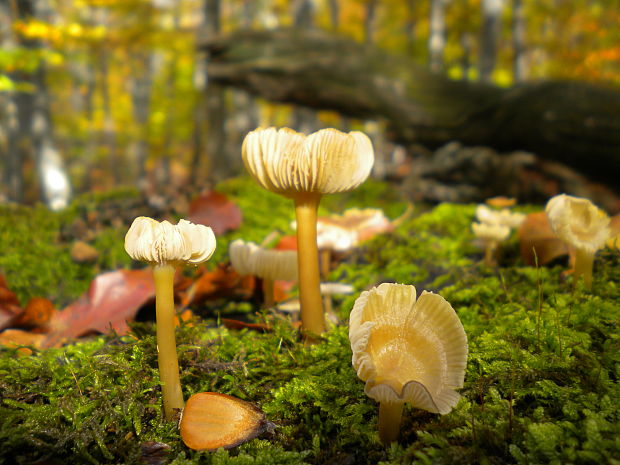 prilbička Mycena sp.