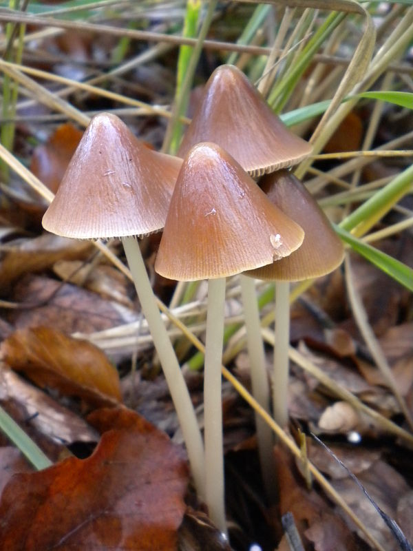 drobuľka veľká Parasola conopilus (Fr.) Örstadius & E. Larss.