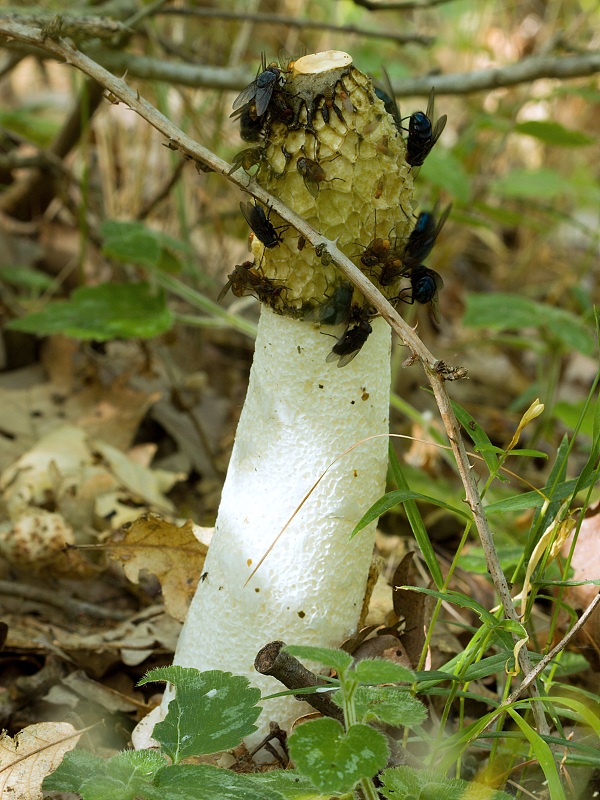 hadovka smradľavá Phallus impudicus L.