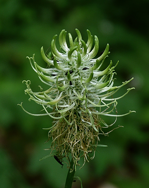 zerva klasnatá Phyteuma spicatum L.