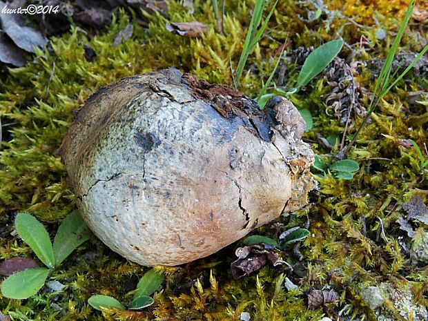 hráškovec obyčajný Pisolithus arhizus (Scop.) Rauschert