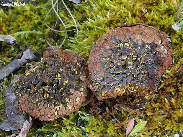 hráškovec obyčajný Pisolithus arhizus (Scop.) Rauschert