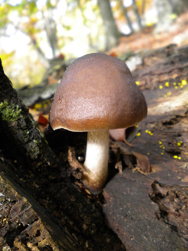 štítovka Pluteus sp.