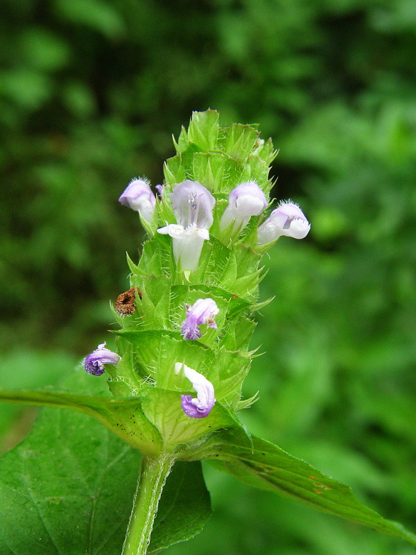 čiernohlávok obyčajný Prunella vulgaris L.