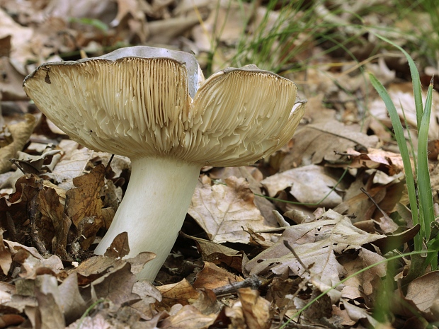 plávka Russula sp.