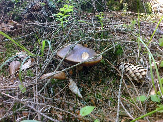 hríb zrnitohlúbikový Sutorius luridiformis (Rostk.) G. Wu & Zhu L. Yang