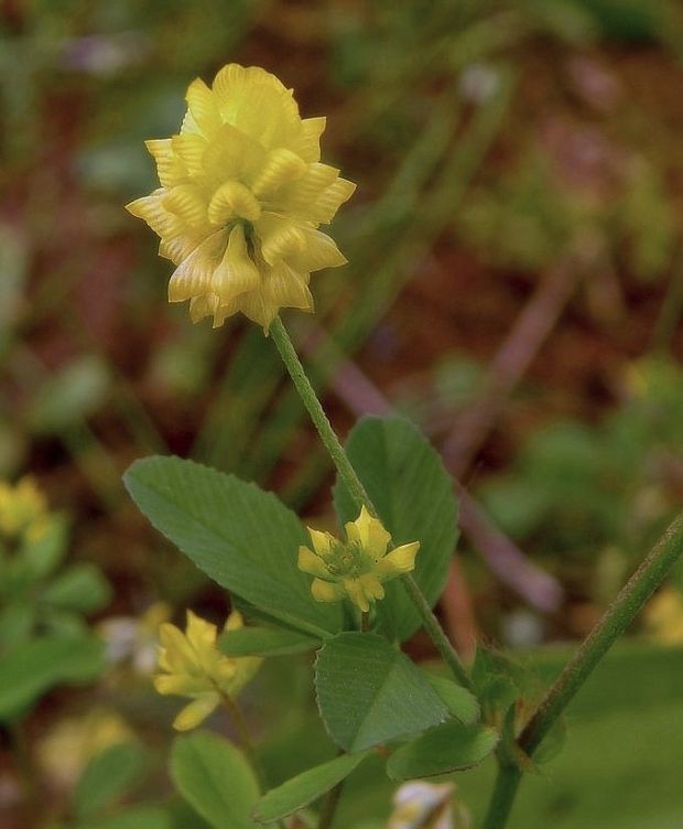 ďatelina poľná Trifolium campestre Schreb.