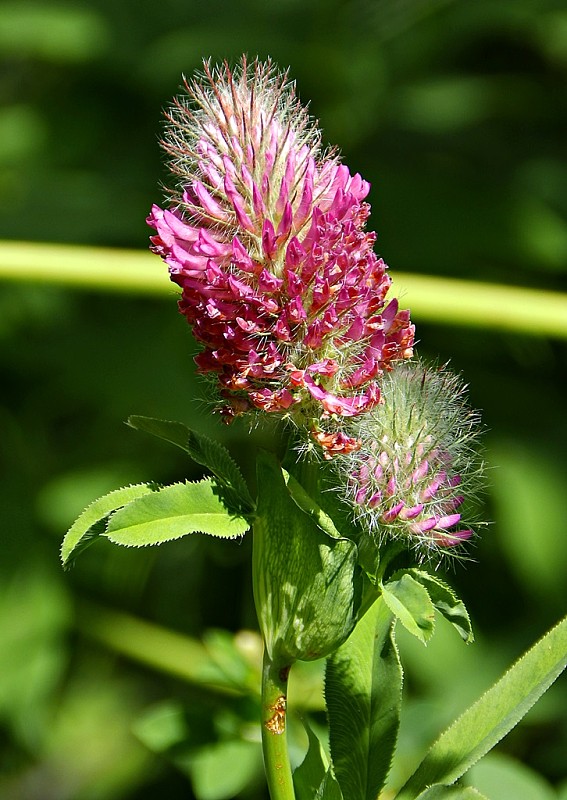 ďatelina červenastá Trifolium rubens L.