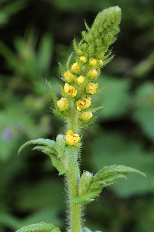 repík lekársky Agrimonia eupatoria L.