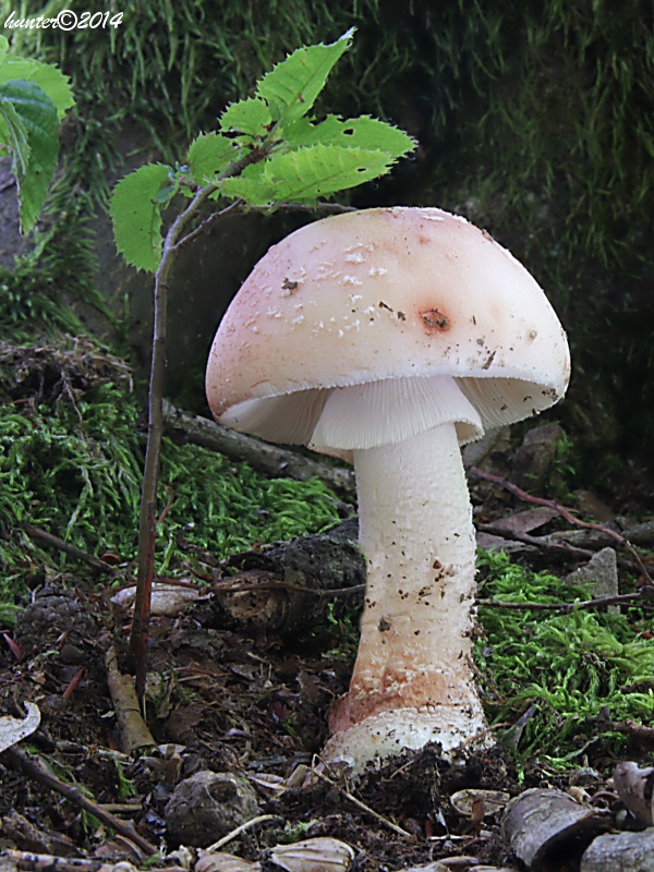 muchotrávka červenkastá Amanita rubescens Pers.