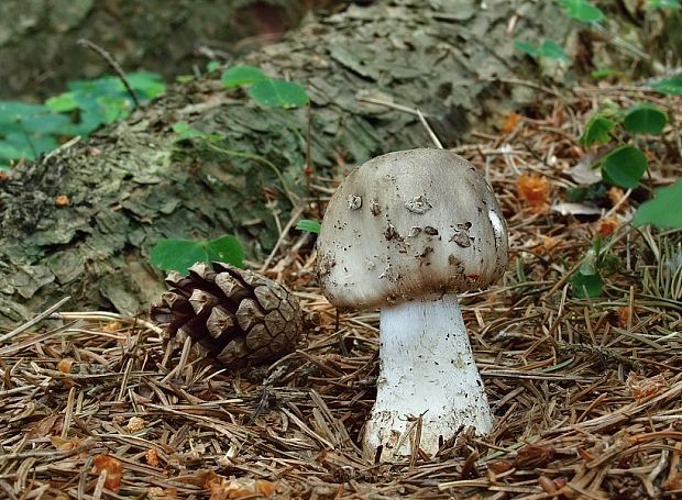 muchotrávka Amanita sp.