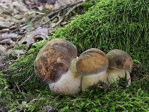 hríb bronzový Boletus aereus Bull. ex Fr.